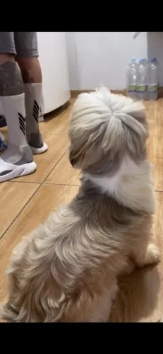 procura-se namorada pro meu shih tzu