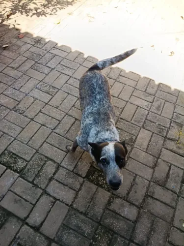 cachorro burriler