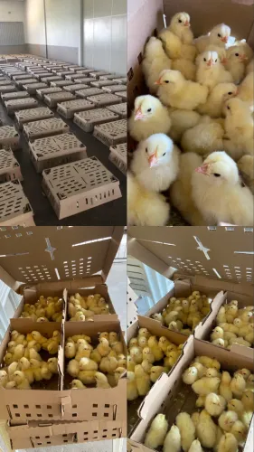Vendas de pintos para postura