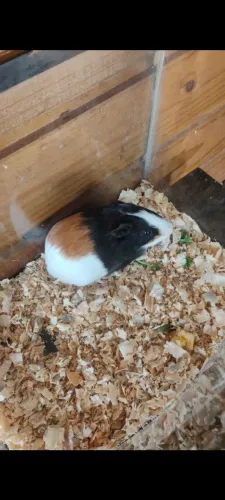 Porquinho da índia macho disponível