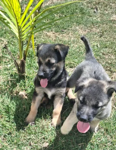 Pastor Alemão/ Pastor belga malinois