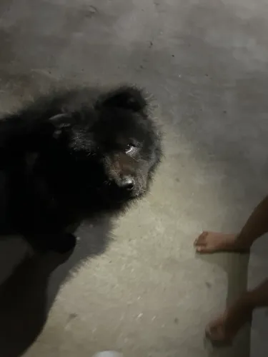 Doação cachorro chow chow