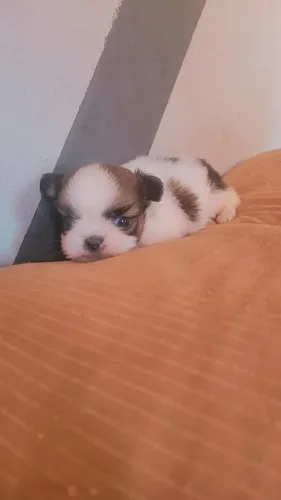 shihtzu fêmea