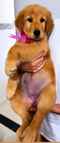 Filhote Golden 