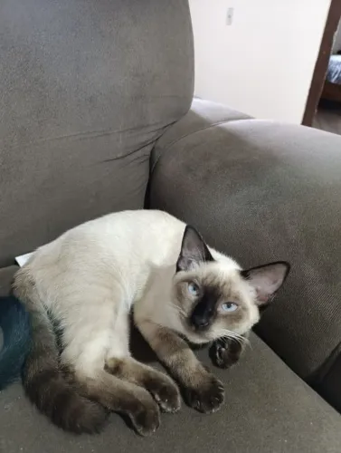 Gata fêmea filhote para adoção responsável 