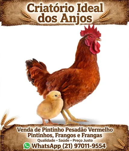 Pintinhos vermelhos pesadão