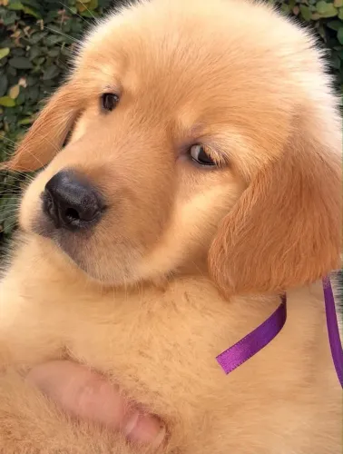 Filhotes Golden Retriever