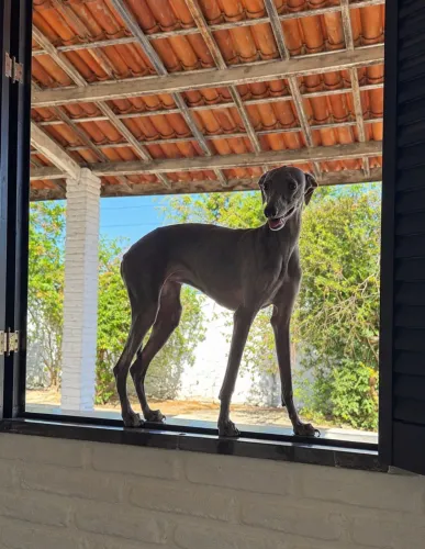 Galgo italiano