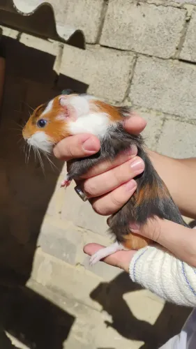 Porquinho da índia 