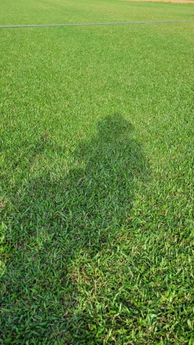 Venda de grama São Carlos Plus