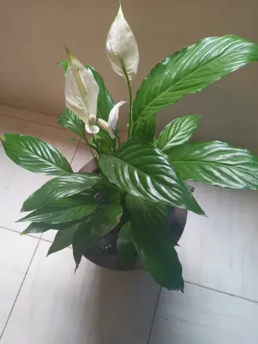 vaso decoraçao