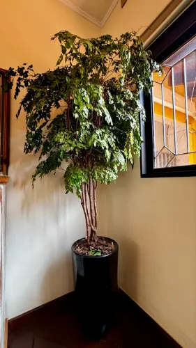 PROMO Jabuticabeira preservada plantada em vaso 2m de altura