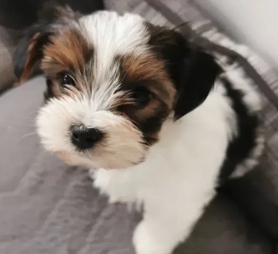 Filhotes de Biewer Yorkshire Terrier com excelência garantida!