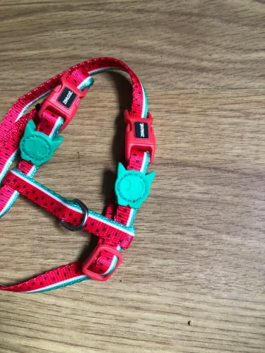 Conjunto peitoral e guia zeecat da Zeedog para gatos