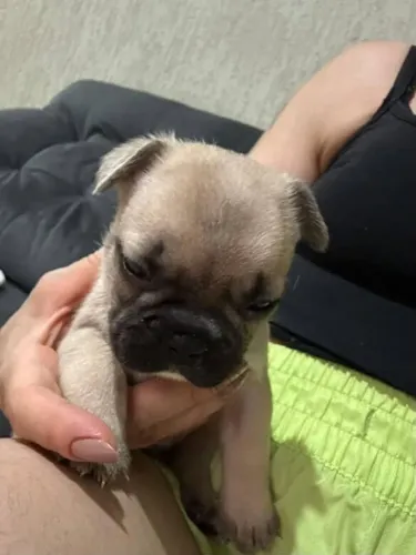 Filhote Pug, Os bebês mais peludos e carinhosos esperam por você!