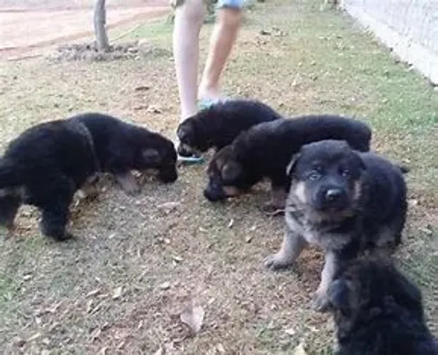 Um dos cães mais versáteis do mundo.