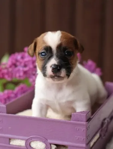 Jack Russell Filhotes Puro, Ótimos para Crianças e Famílias