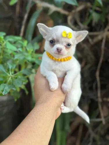 Chihuahua menina na cor branco com 50 dias. Adorável e pequena!