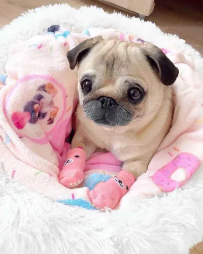 Filhote Pug, Leve para casa um pedacinho de felicidade!