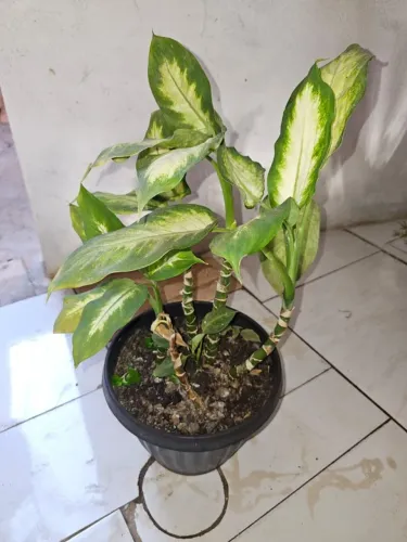 Comigo Ninguém Pode