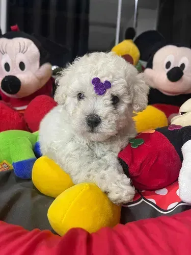 Cachorros Poodle disponível 
