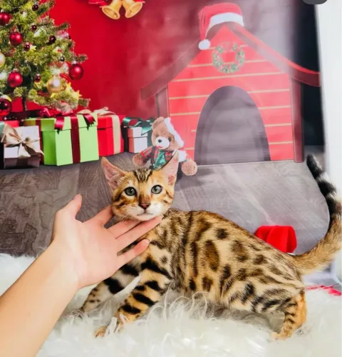Gatinho Bengal de Pelagem Brown