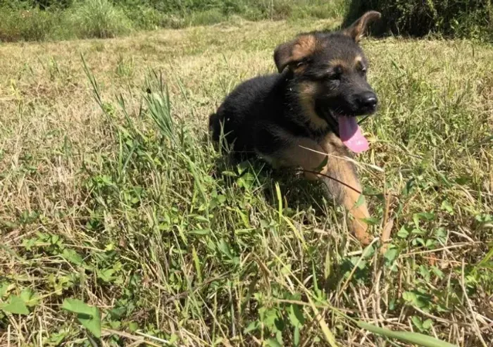 Pastor Alemão filhote com 57 dias cor preto com canela vacinado e com pedigree- Alberto