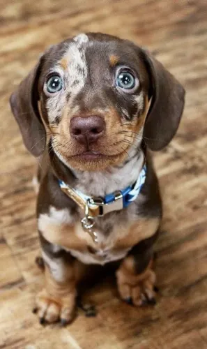 Filhote de Dachshund - tem 4 patas e um focinho 