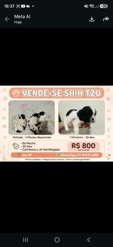 Lindos filhotes e carinhosos