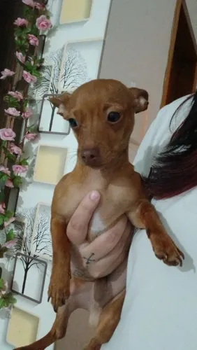 Pincher