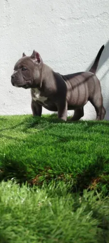american bully canil registrado