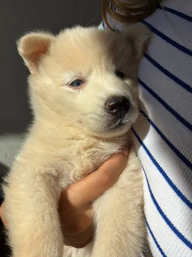 Husky Siberiano 100% puro