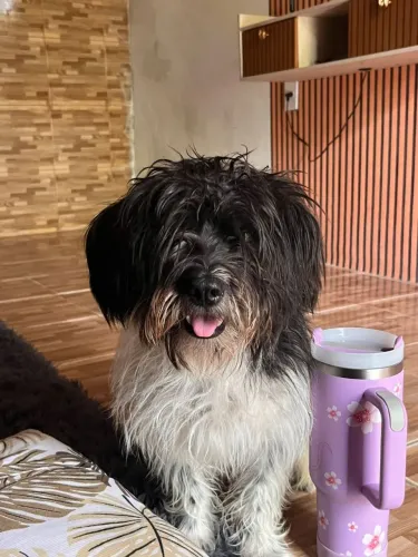 Estou doando cachorro Shitzu macho misturado com poodle, menos de 1 ano de idade.