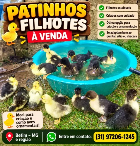 Patos, filhotes,patinhos a venda.