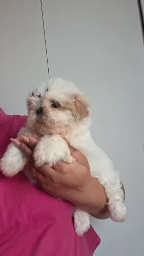 Shih-tzu Disponível pra reserva fêmea e machinho * 