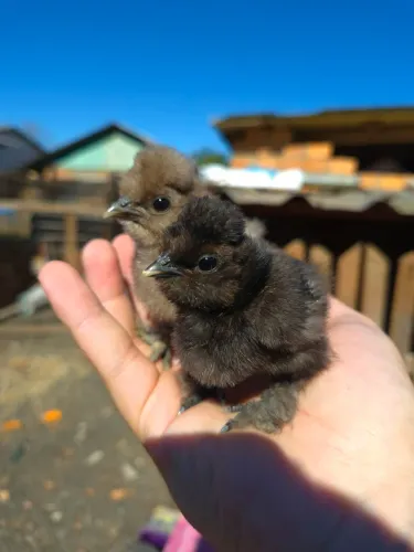 Pintinhos de sedosa do japão 