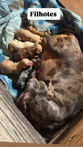 Vendo filhotes de Dachshund (salsichinha)