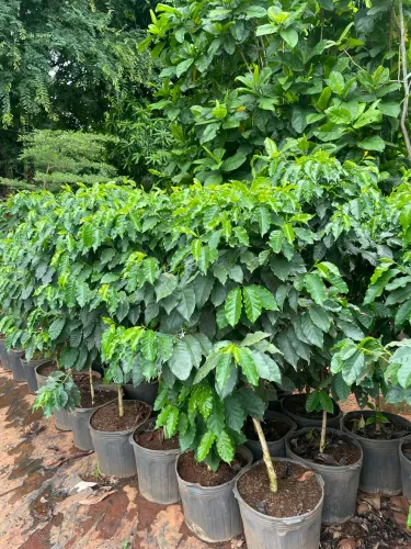 Muda de Café Catuai Vermelho Produzindo 