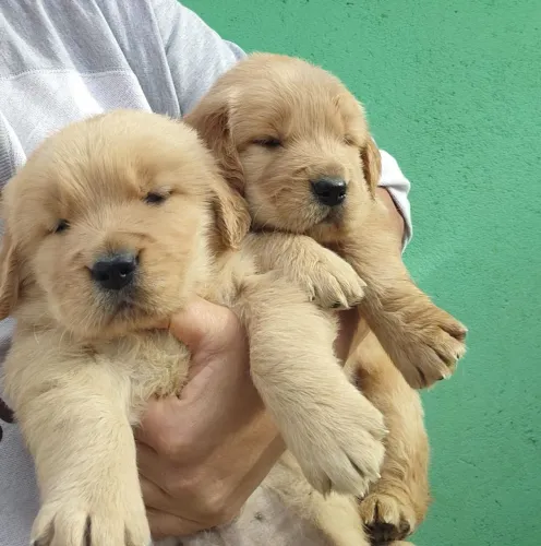 Filhote de golden retriever o filhote mais carinhoso da ninhada 