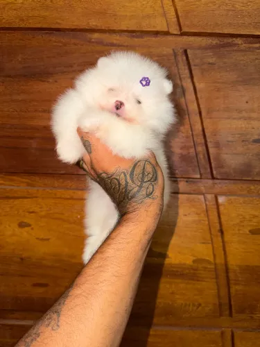 Lulu da pomerania linhagem asiática russa