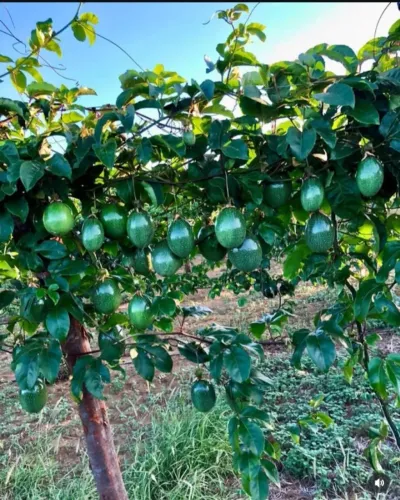 Fazenda, Sítio Jacobina bahia 