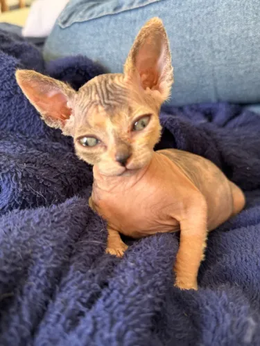 Gatinha filhote Sphynx disponível