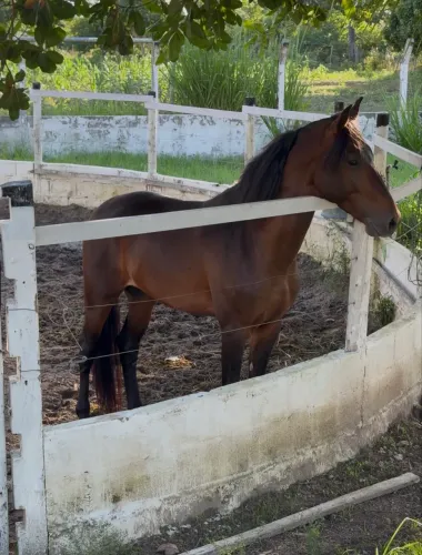 Cavalo Mangalarga - picado - filho de Campeão Nacional