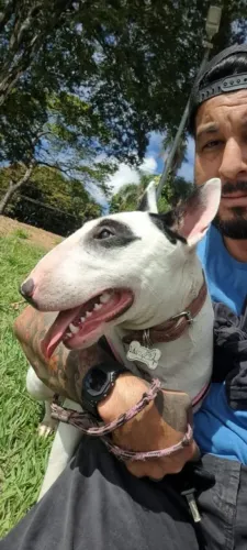 Bullterrier a procura de namorado