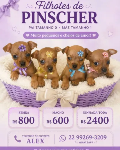 Pinscher filhotes