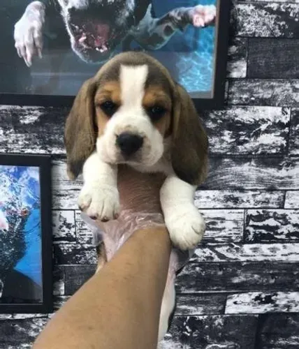 Seu Novo Beagle com 1ª Dose da Vacina