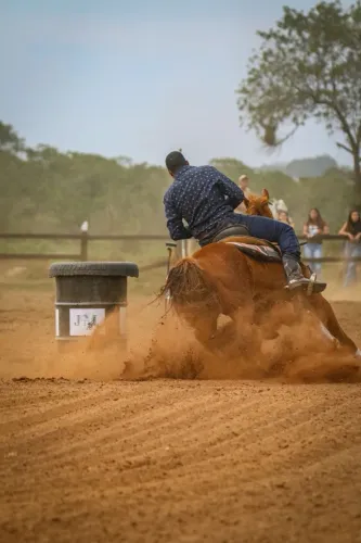 Cavalo QM a venda