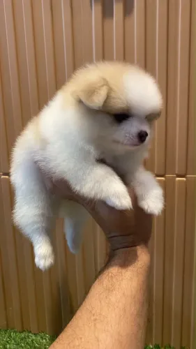 Lulu da pomerania macho