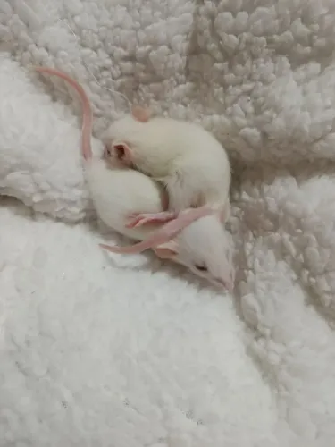 Rato Twister para Doação 