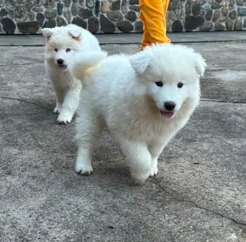 Husky branco 